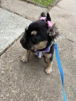 Chinx, a female French Bulldog for sale in Washington, DC – Photo 2 of 4