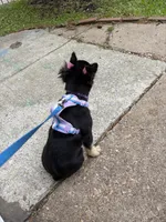 Chinx, a female French Bulldog for sale in Washington, DC – Photo 4 of 4