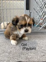 Payton, a female Shih Tzu for sale in Windsor, CO – Photo 1 of 2