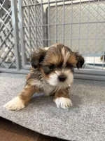 Payton, a female Shih Tzu for sale in Windsor, CO – Photo 2 of 2