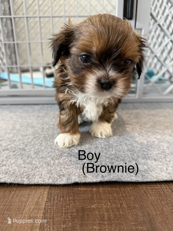 Brownie – Shih Tzu puppy for sale in Windsor, CO