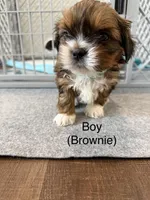 Brownie, a male Shih Tzu for sale in Windsor, CO – Photo 2 of 2