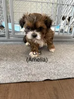 Amelia, a female Shih Tzu for sale in Windsor, CO – Photo 2 of 2