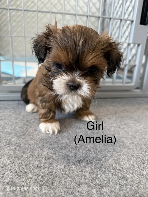 Amelia – Shih Tzu puppy for sale in Windsor, CO