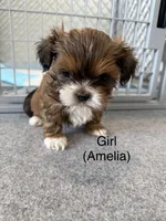 Amelia, a female Shih Tzu for sale in Windsor, CO – Photo 1 of 2