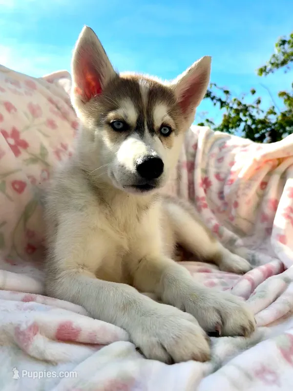 Foxy  – Siberian Husky puppy for sale in Kingston, TN