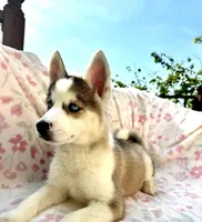 Zara , a female Siberian Husky for sale in Kingston, TN – Photo 4 of 10