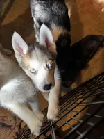 Zara , a female Siberian Husky for sale in Kingston, TN – Photo 7 of 10