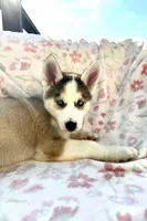 Zara , a female Siberian Husky for sale in Kingston, TN – Photo 3 of 10