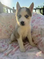 Zara , a female Siberian Husky for sale in Kingston, TN – Photo 9 of 10