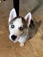 Zara , a female Siberian Husky for sale in Kingston, TN – Photo 5 of 10