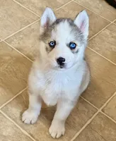 Zara , a female Siberian Husky for sale in Kingston, TN – Photo 10 of 10