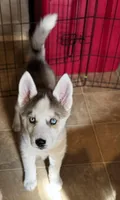 Zara , a female Siberian Husky for sale in Kingston, TN – Photo 6 of 10