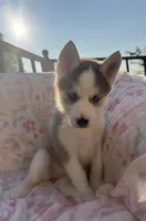 Zara , a female Siberian Husky for sale in Kingston, TN – Photo 8 of 10