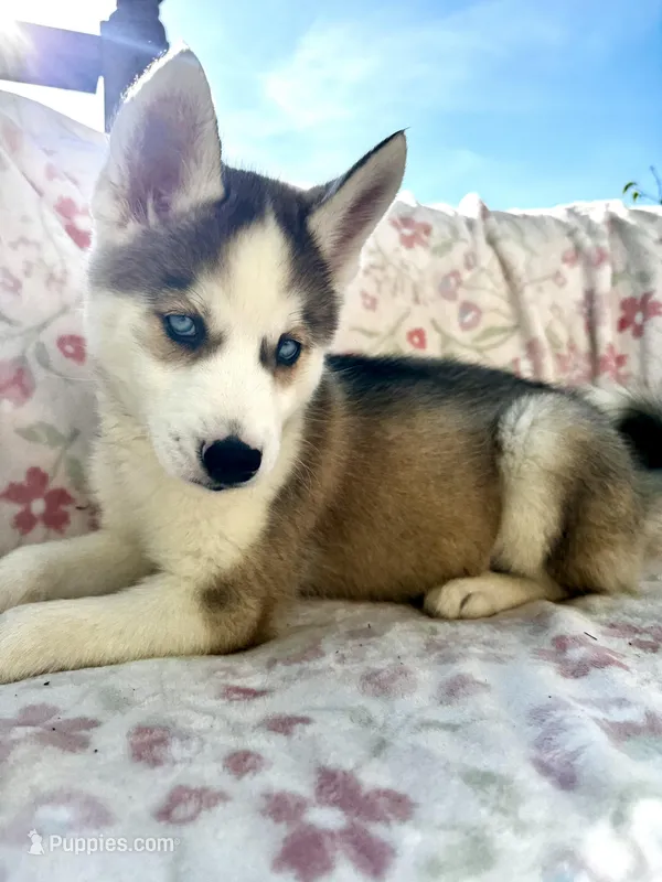 Zara  – Siberian Husky puppy for sale in Kingston, TN