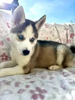 Zara , a female Siberian Husky for sale in Kingston, TN – Photo 1 of 10