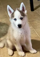  Atlas , a male Siberian Husky for sale in Kingston, TN – Photo 7 of 9