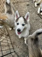  Atlas , a male Siberian Husky for sale in Kingston, TN – Photo 4 of 9