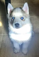  Atlas , a male Siberian Husky for sale in Kingston, TN – Photo 8 of 9