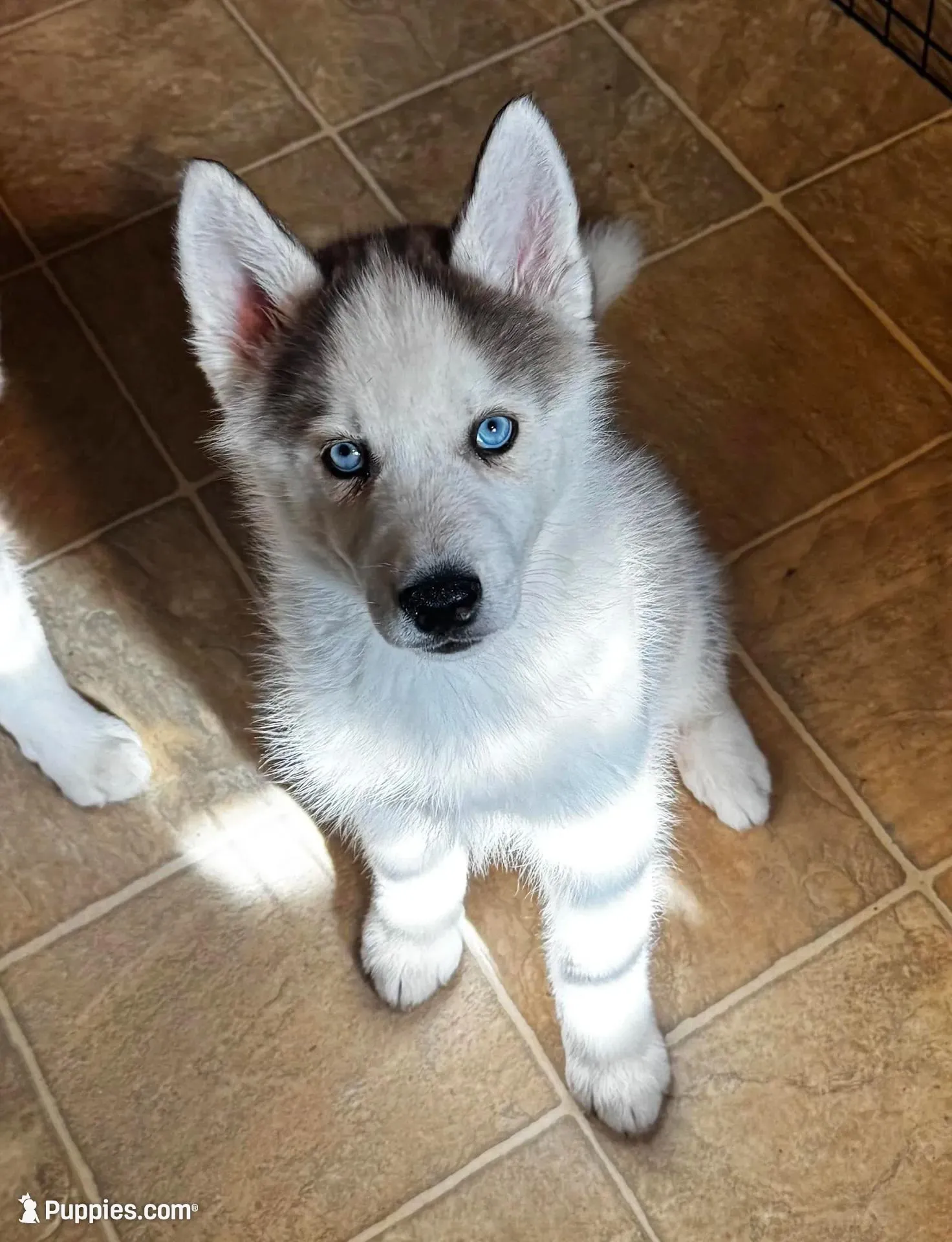  Atlas , a male Siberian Husky for sale in Kingston, TN – Photo 5 of 9