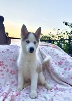  Atlas , a male Siberian Husky for sale in Kingston, TN – Photo 2 of 9