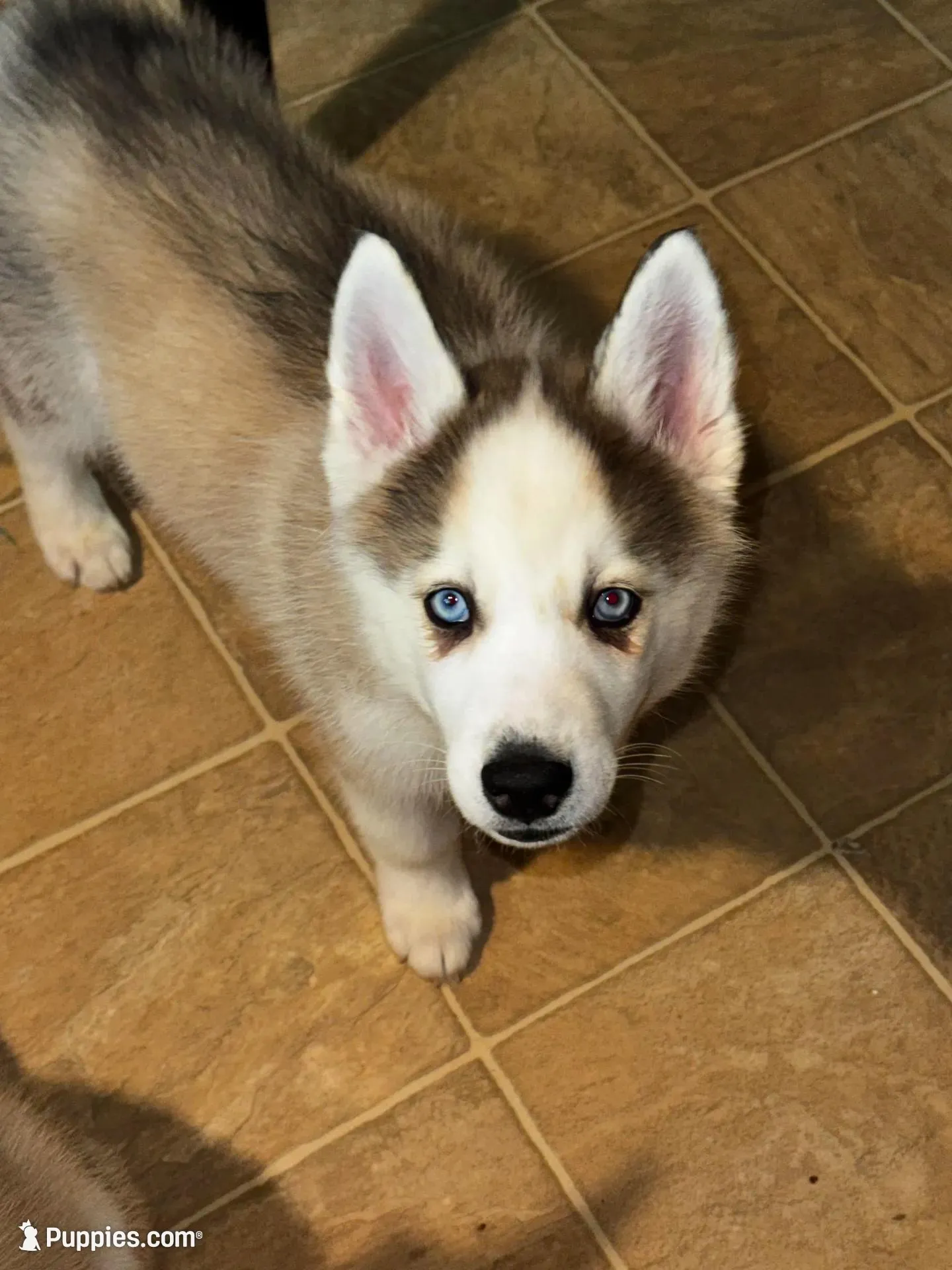  Atlas , a male Siberian Husky for sale in Kingston, TN – Photo 6 of 9