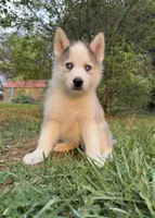  Atlas , a male Siberian Husky for sale in Kingston, TN – Photo 9 of 9