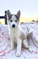  Atlas , a male Siberian Husky for sale in Kingston, TN – Photo 1 of 9