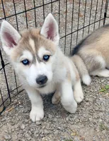 Foxy , a female Siberian Husky for sale in Kingston, TN – Photo 6 of 9