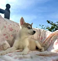 Foxy , a female Siberian Husky for sale in Kingston, TN – Photo 9 of 9