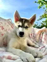 Foxy , a female Siberian Husky for sale in Kingston, TN – Photo 7 of 9