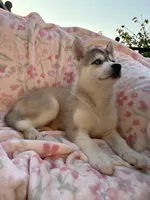 Foxy , a female Siberian Husky for sale in Kingston, TN – Photo 4 of 9