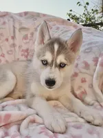 Foxy , a female Siberian Husky for sale in Kingston, TN – Photo 2 of 9