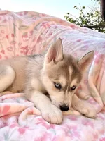 Foxy , a female Siberian Husky for sale in Kingston, TN – Photo 5 of 9