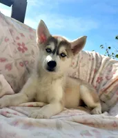 Foxy , a female Siberian Husky for sale in Kingston, TN – Photo 3 of 9