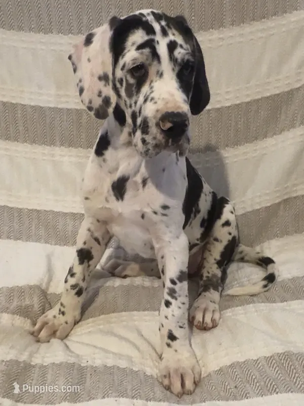 Daisy  – Great Dane puppy for sale in Rio Verde, AZ