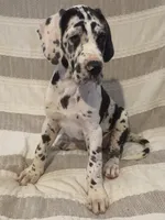 Daisy , a female Great Dane for sale in Rio Verde, AZ – 1 of 1