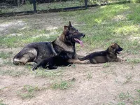 Hulk, a male German Shepherd Dog for sale in Aledo, TX – 4 of 5