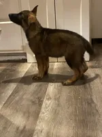 Hulk, a male German Shepherd Dog for sale in Aledo, TX – 2 of 5