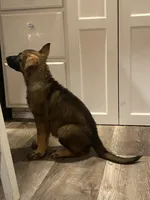 Hulk, a male German Shepherd Dog for sale in Aledo, TX – 1 of 5