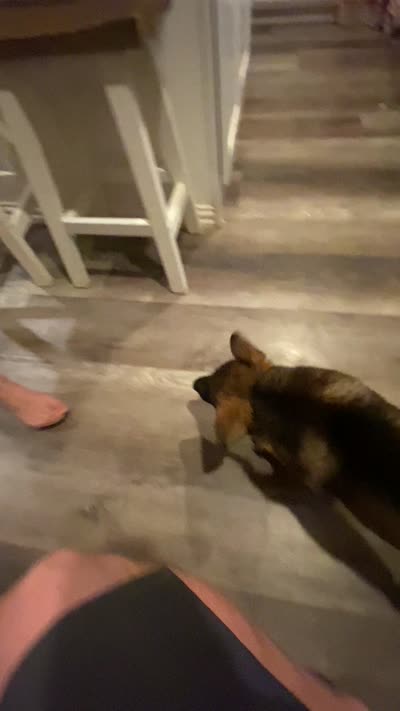 Hulk, a male German Shepherd Dog for sale in Aledo, TX – 5 of 5