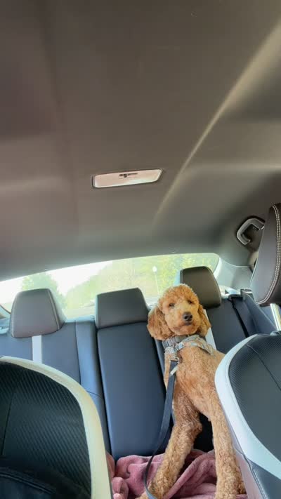 Niqco, a male Goldendoodle for sale in Chelsea, AL – 5 of 5