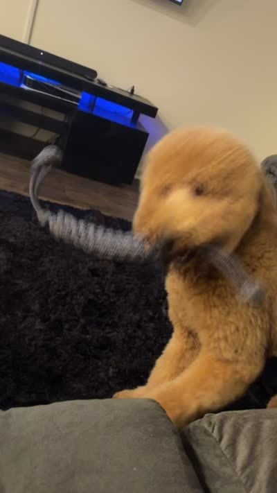 Niqco, a male Goldendoodle for sale in Chelsea, AL – 4 of 5