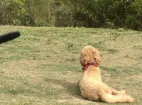 Niqco, a male Goldendoodle for sale in Chelsea, AL – 2 of 5