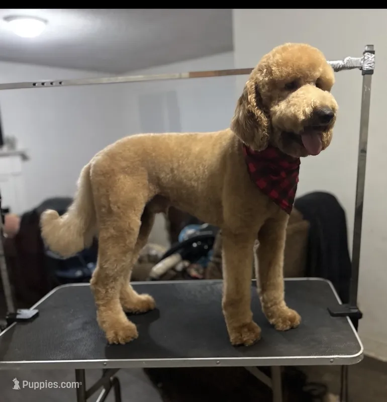 Niqco – Goldendoodle puppy for sale in Chelsea, AL
