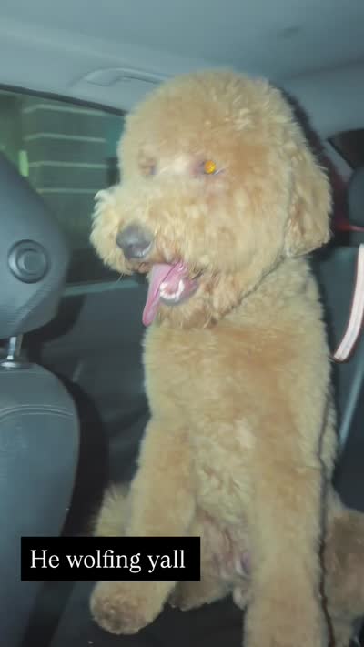 Niqco, a male Goldendoodle for sale in Chelsea, AL – 3 of 5