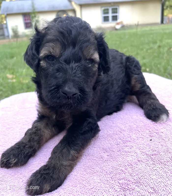 Juliet – Poodle - Standard  puppy for sale in Malvern, AR