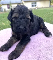 Juliet, a female Poodle - Standard  for sale in Malvern, AR – 1 of 3