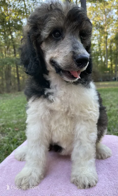 Paris – Poodle - Standard  puppy for sale in Malvern, AR