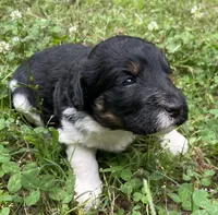 Dolly, a female Aussiedoodle for sale in Malvern, AR – 2 of 4